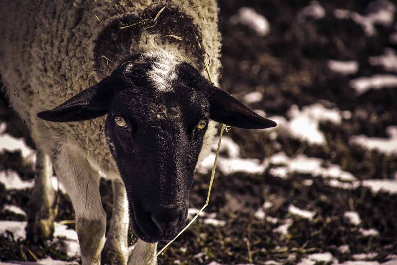 Dolly Noire dalle origini al successo di questo brand made in Italy